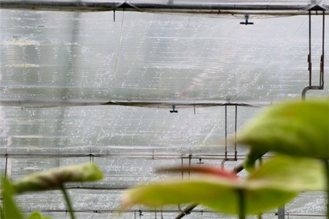 如何防止溫室內(nèi)過度潮濕？