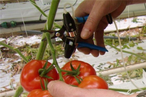 哪種刀和剪刀適合您？